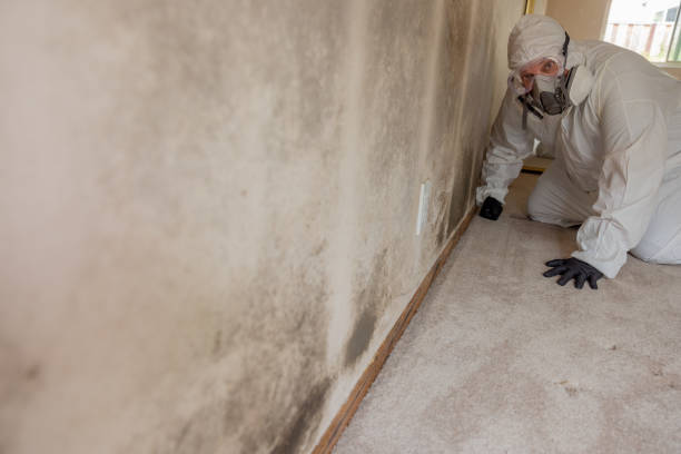Best Mold-Related Health Consultation  in Bayville, NY